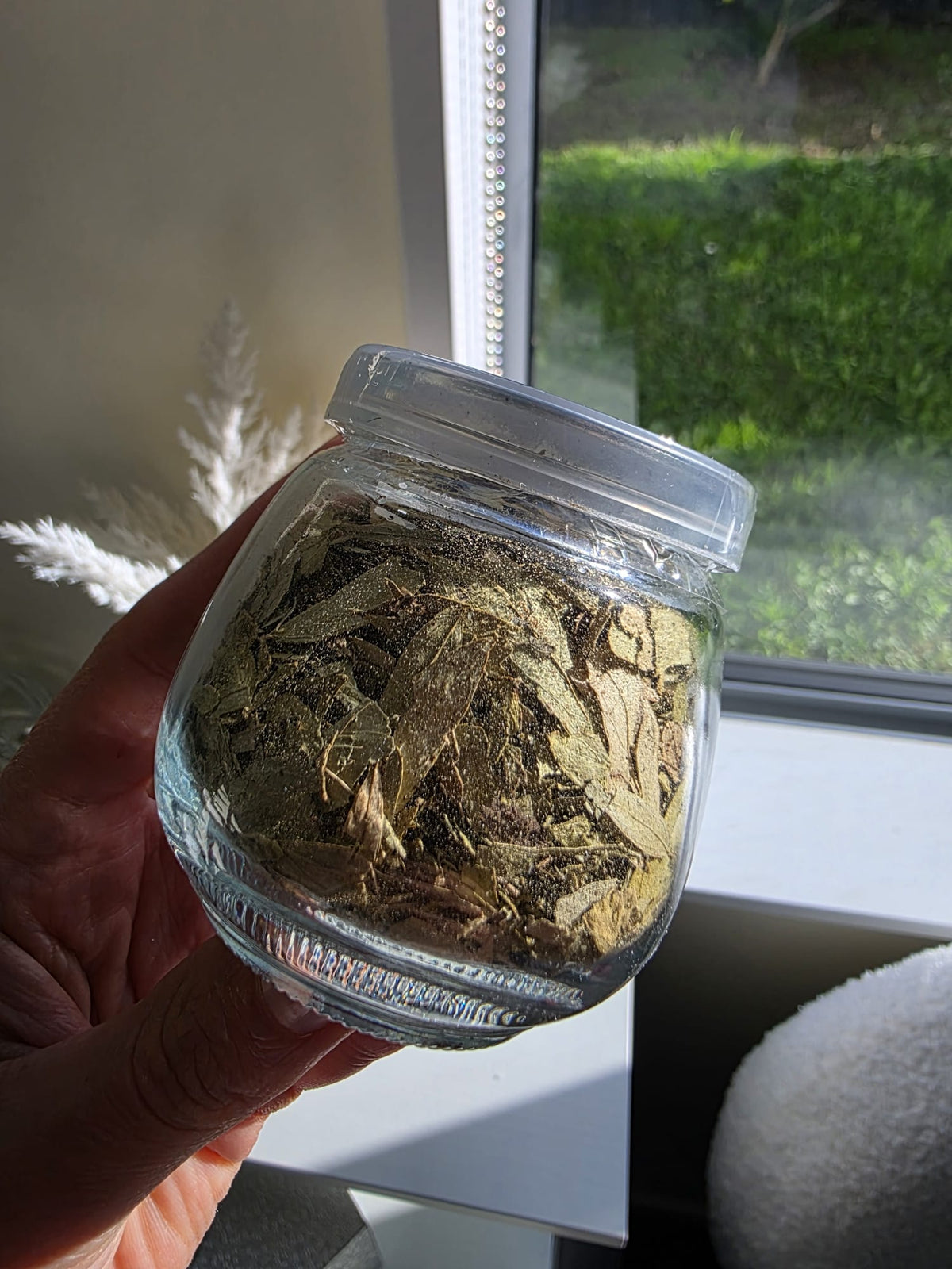 Senna leaves