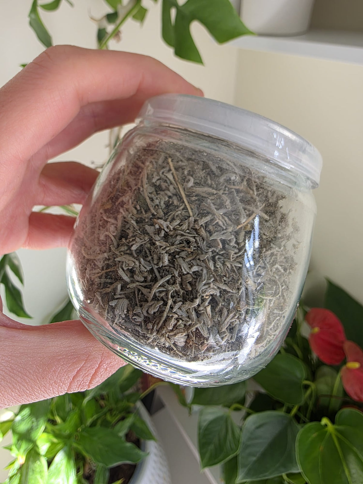 Wormwood (Parasite Cleanse)