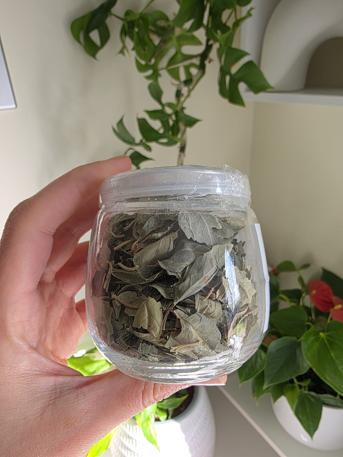 Sidr Leaves