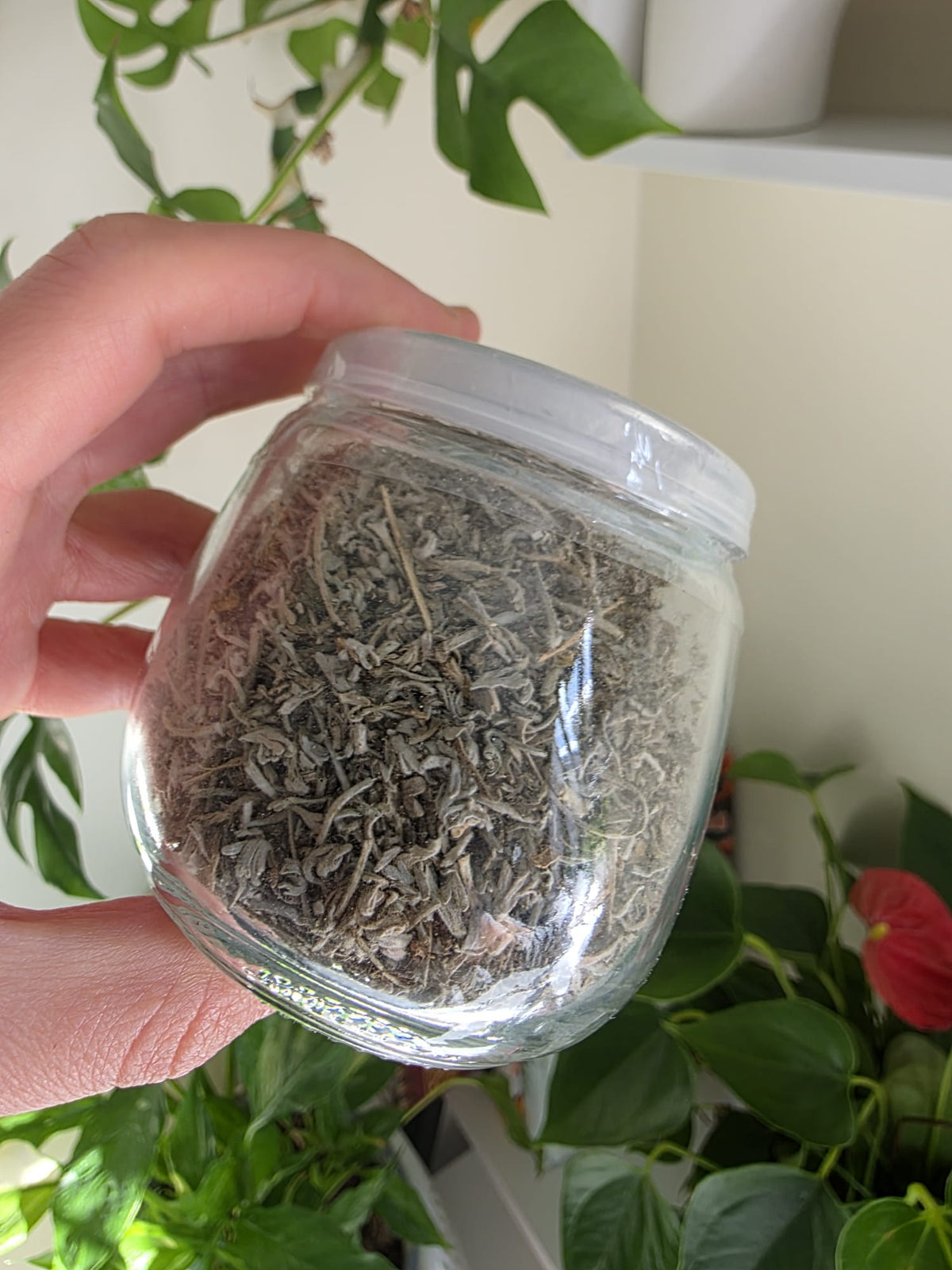 Wormwood (Parasite Cleanse)