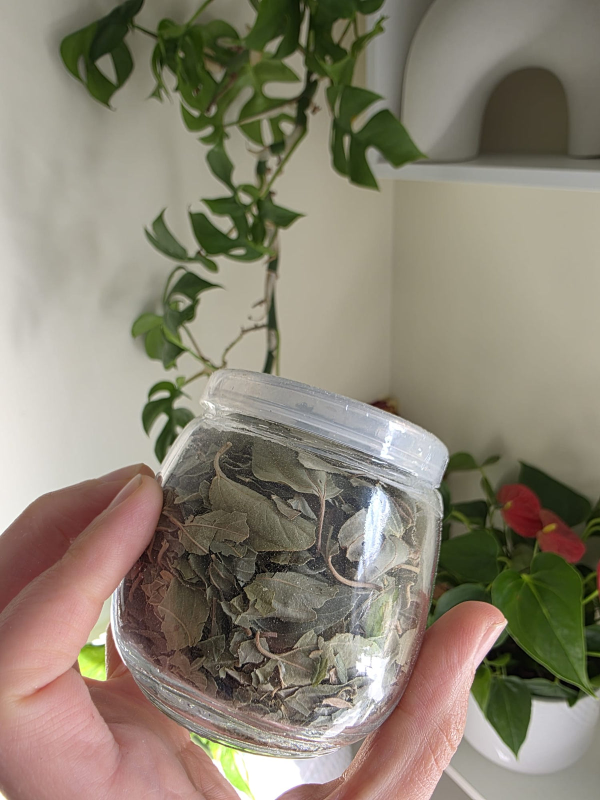 Sidr Leaves